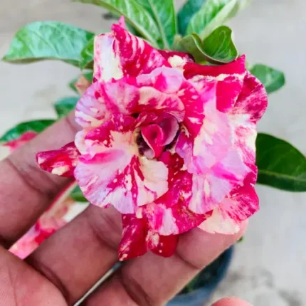 Adenium Candy Swirl – Grafted Double Petal Desert Rose