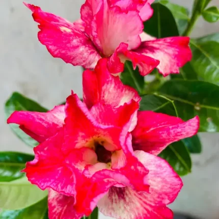 Adenium Red Velvet Dream – Double Petal Desert Rose