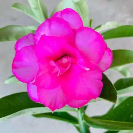Adenium Pink rose – Double Petal Desert Rose