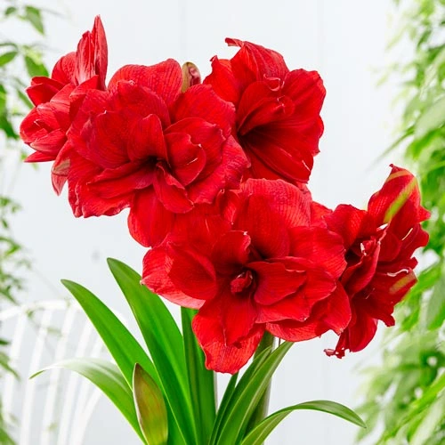 amaryllis-amarantia-3.webp