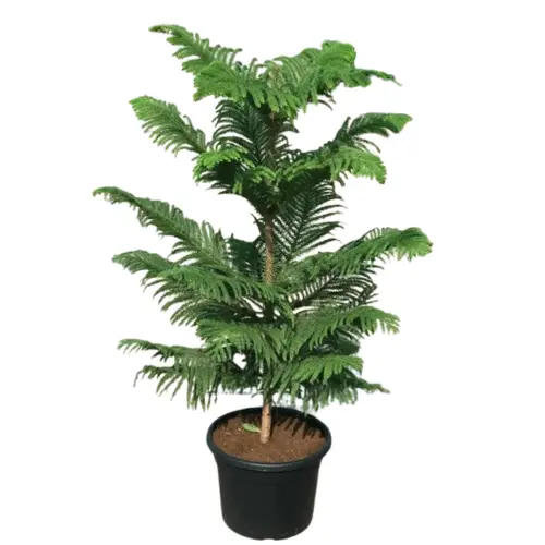 araucaria-plant-removebg-preview.webp