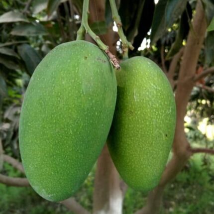 Mango White Chaunsa – Grafted Plant