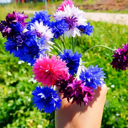 cornflower-tom-pouce-mixed-seeds-by-happy-valley-seeds-2.webp