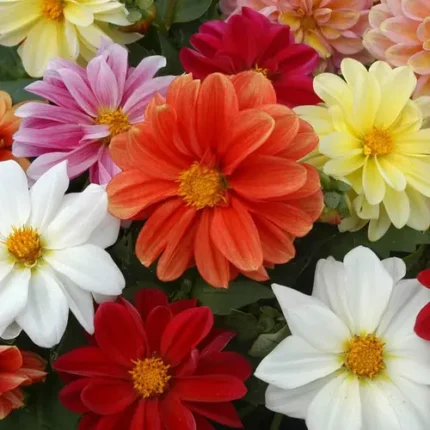 Dahlia Mix Seeds