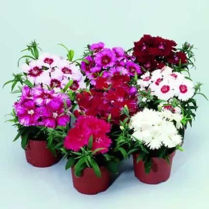 Dianthus Seeds Mix