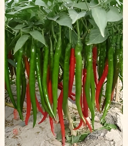 Hot Chilli Long Hybrid F1 Seed