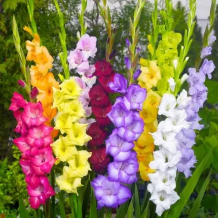 Gladiolus bulbs (10 bulbs Mix)