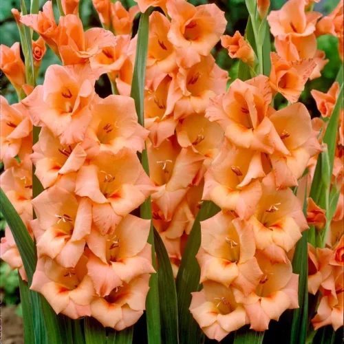 gladiolus-peter-pears-1-500x500-1.webp