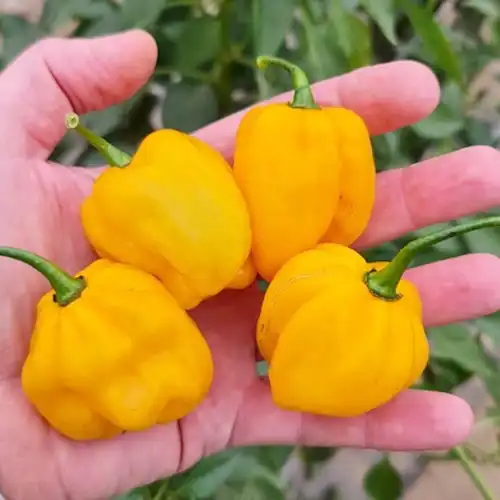 habanadajaune1.webp