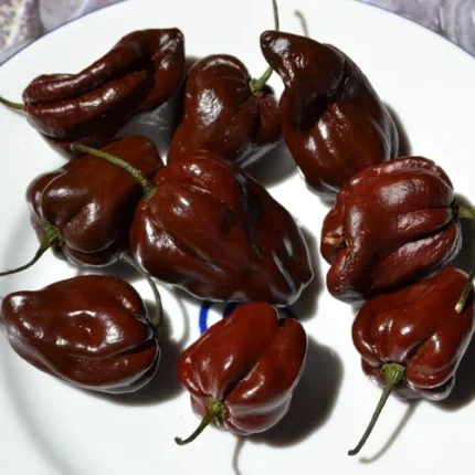 Habanero Brown Hot Chilli Seeds
