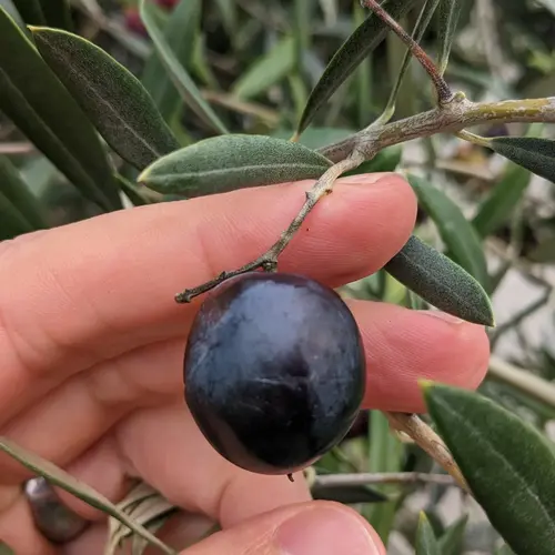 help-identify-my-olive-trees-v0-v4yo8rgmk43b1-1.webp