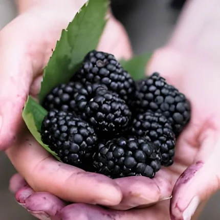 Blackberry Chester (Thornless) Plant
