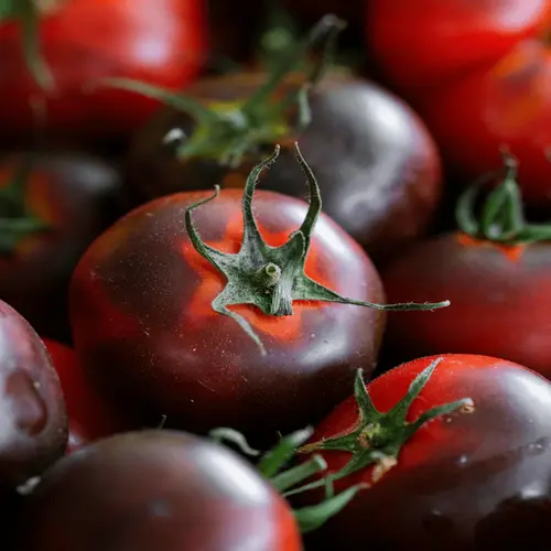 indigo-blue-berry-tomato-2703675.webp