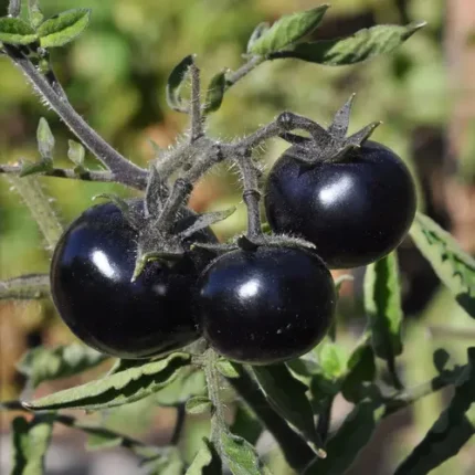 Black Cherry Tomato Seeds
