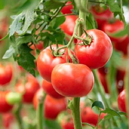 istockphoto-1132371208-612x612-1.jpg
