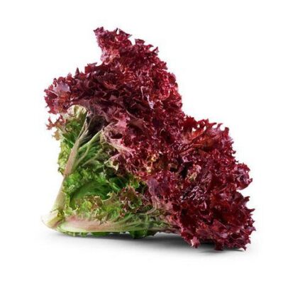 Red Leaf Lettuce (Salad) F1 Hybrid Seeds