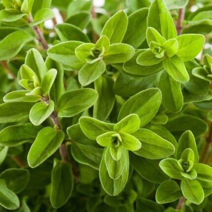 Marjoram seeds