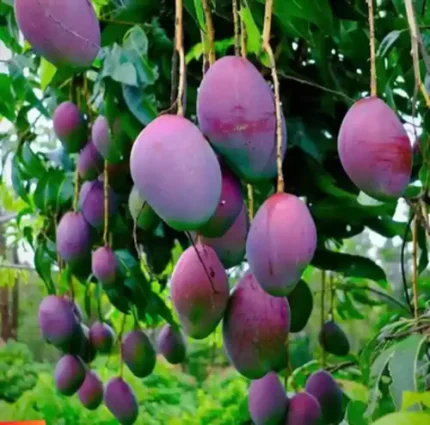 Shan-e-Khuda Mango Plant (Grafted)