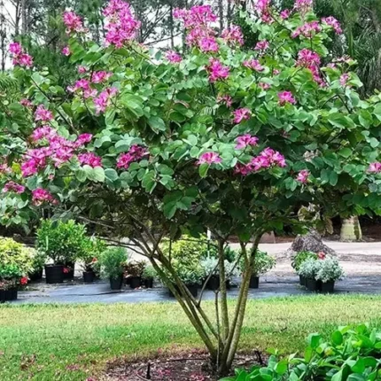 Kachnar Plant