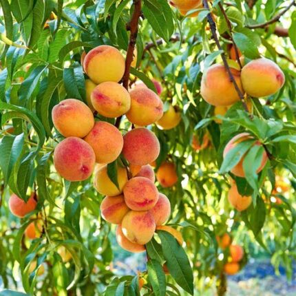Peach Grafted Plant
