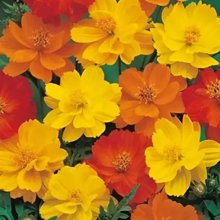 Cosmos Mix Flower Seeds