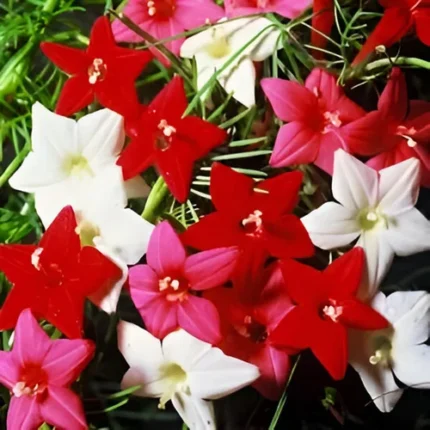 Cypress Vine Seeds