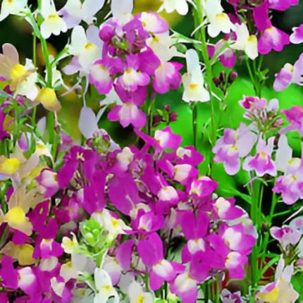 Linaria Seeds Mix