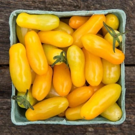 Long Yellow Cherry Tomato Seeds – Approx.20-30 Seed Pack