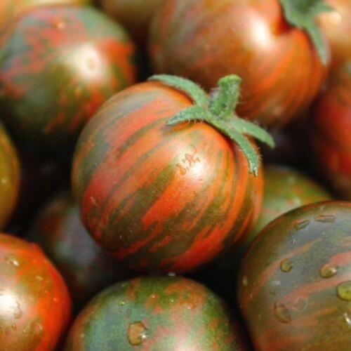 plant-16.webp