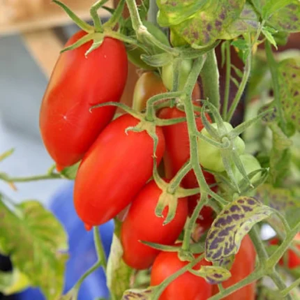 Beautiful Red Long Cherry Tomato Seeds – Approx.20-30 Seed Pack