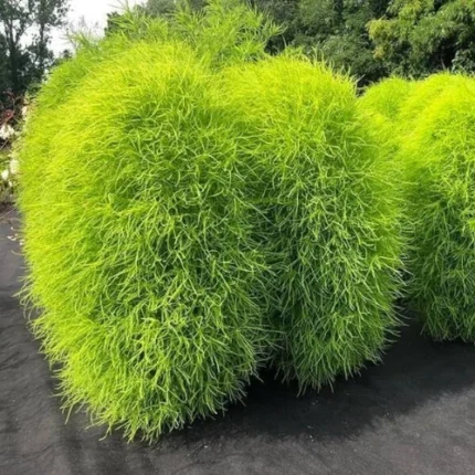 Kochia (Burning Bush) Seeds | 100+ Seeds [SOLD OUT]