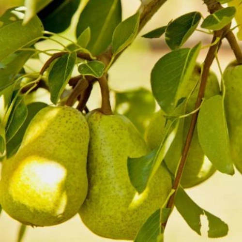 plant-2026-07-27T043625.442.webp