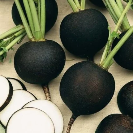 Black Radish Seeds (کالی مولی کے بیج)