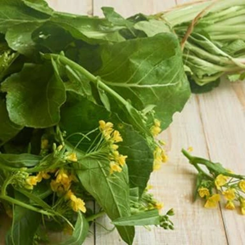 plant-2026-07-30T220714.961.webp