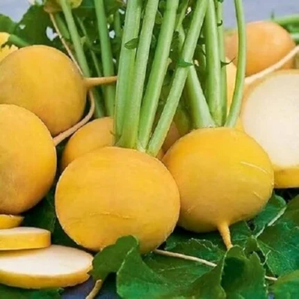 Yellow Turnip (Golden Ball) Seeds