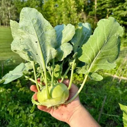 Kohlrabi Seeds (Ganth Gobi)