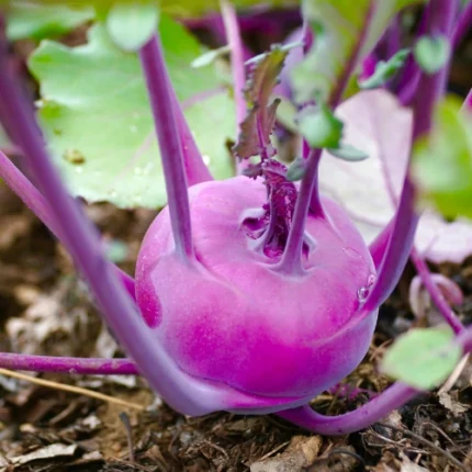 Purple Kohlrabi Seeds