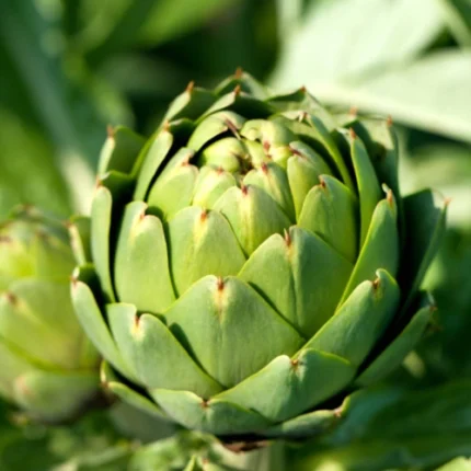 Artichoke Green Globe Seeds – Heirloom Vegetable Seeds