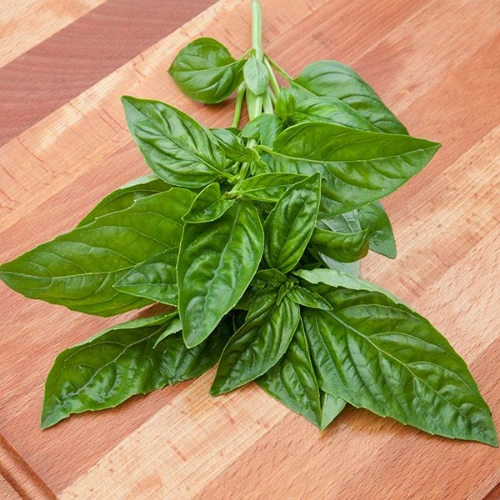 plant-2026-08-02T225533.069-1.webp