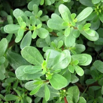Kulfa Saag Seeds (Purslane Seeds)