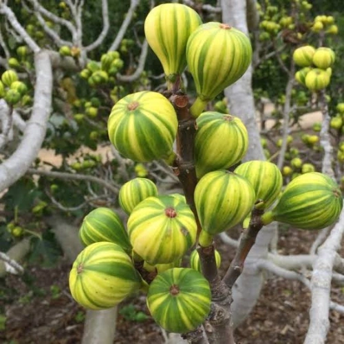 plant-2026-08-03T004712.485-1.webp