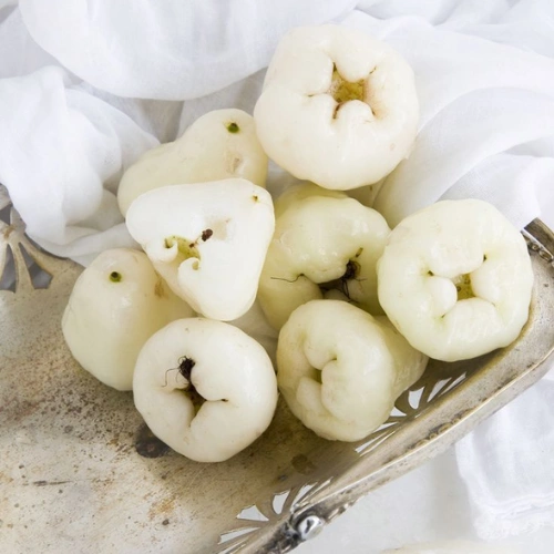 plant-2026-08-03T011849.849-1.webp