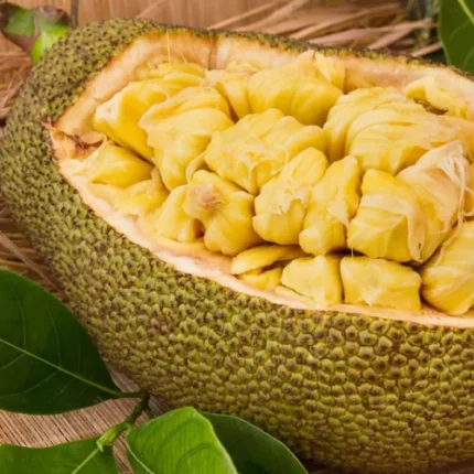 Jackfruit Plant (Kathal) [SOLD OUT]