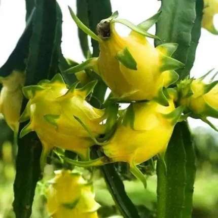 Yellow Dragon Fruit Plant (Asrali Yellow) [SOLD OUT]