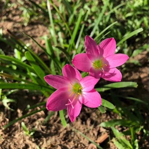 plant-2026-08-05T235513.869.webp