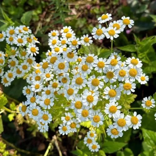 plant-2026-08-06T223415.135.webp