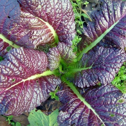 Red Mustard Seeds | Rai Surkh