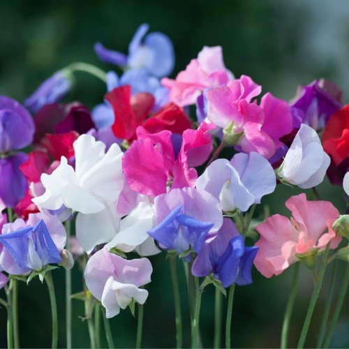 plant-2026-08-08T005246.835.webp