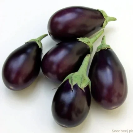 Desi Brinjal Seeds (بیگن) – 40 Seeds