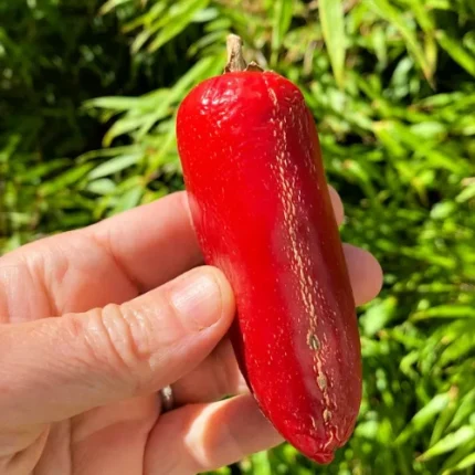 Red Jalapeño Seeds – Premium 20 Seed Pack
